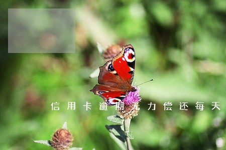 信用卡逾期无力偿还每天还有用吗