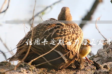 信用卡逾期无力偿还父母不帮忙 信用卡逾期无力偿还父母不帮忙