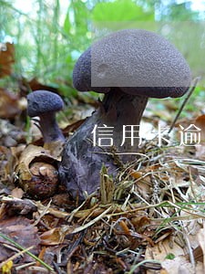 信用卡逾期无力偿还现实案例 信用卡逾期无力偿还现实案例