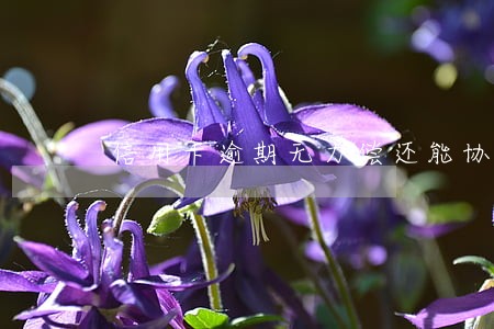 信用卡逾期无力偿还能协商吗
