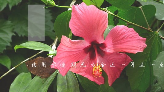 信用卡逾期无力全还一月还一点可以吗 信用卡逾期无力全还一月还一点可以吗