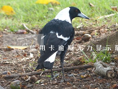 信用卡逾期无力显示最坏结果