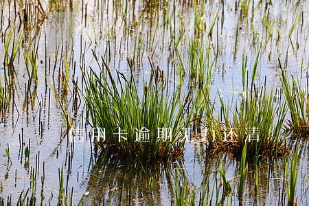 信用卡逾期无力还清