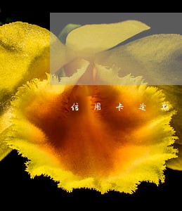 信用卡逾期无奈怎么办 信用卡逾期无奈怎么办