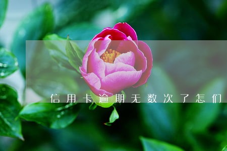 信用卡逾期无数次了怎们办 信用卡逾期无数次了怎们办