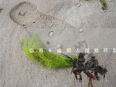 信用卡逾期无最低还款 信用卡逾期无最低还款