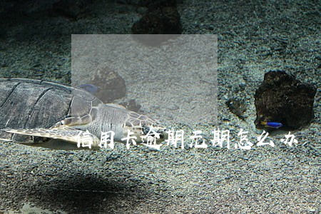 信用卡逾期无期怎么办 信用卡逾期无期怎么办
