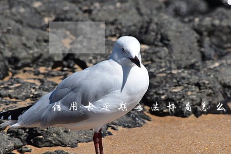信用卡逾期无法协商怎么解决 信用卡逾期无法协商怎么解决