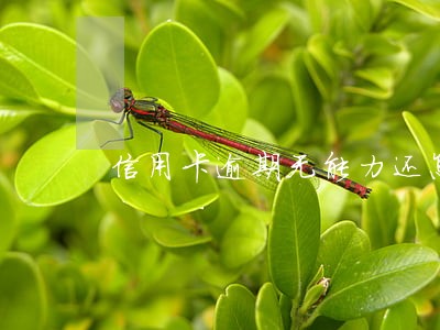 信用卡逾期无能力还怎么办 信用卡逾期无能力还怎么办