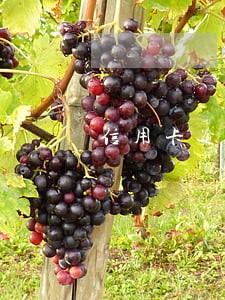 信用卡逾期无能力还款会坐牢么 信用卡逾期无能力还款会坐牢么