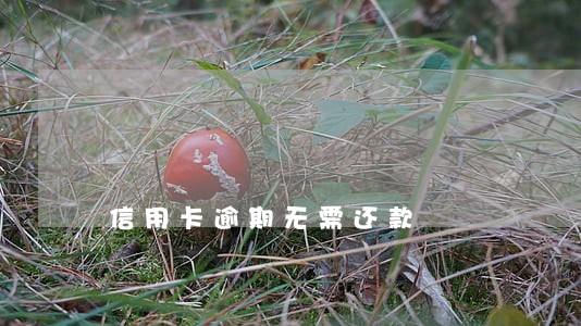 信用卡逾期无需还款 信用卡逾期无需还款