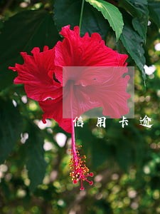 信用卡逾期日利是单利还是复利 信用卡逾期日利是单利还是复利