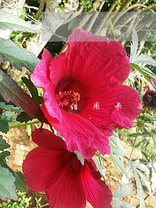 信用卡逾期时能刷吗 信用卡逾期时能刷吗