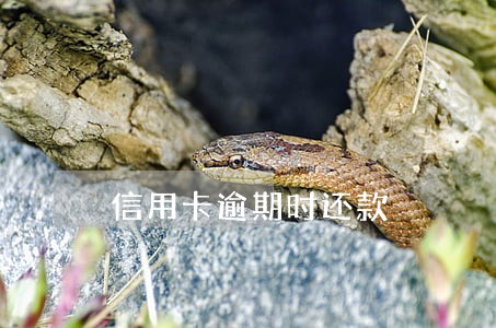 信用卡逾期时还款 信用卡逾期时还款