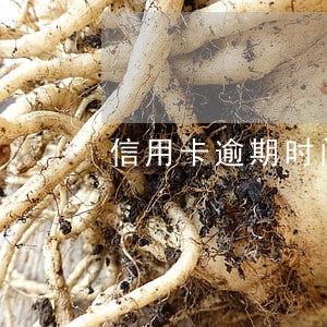 信用卡逾期时间两年 信用卡逾期时间两年