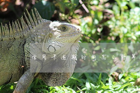 信用卡逾期时间怎么计算 信用卡逾期时间怎么计算