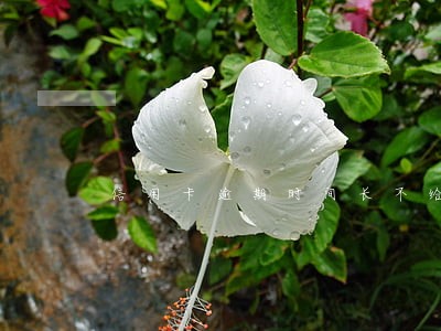 信用卡逾期时间长不给分期