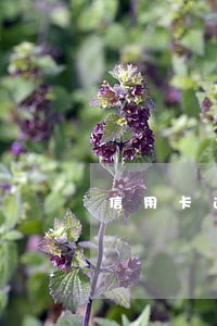 信用卡逾期是5年后消除吗 信用卡逾期是5年后消除吗