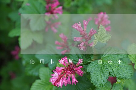 信用卡逾期是一直还不上吗 信用卡逾期是一直还不上吗