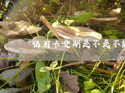 信用卡逾期是不是不能办理结婚证 信用卡逾期是不是不能办理结婚证