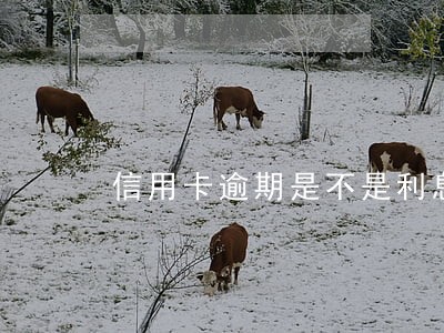 信用卡逾期是不是利息很高