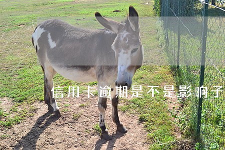 信用卡逾期是不是影响子女上学