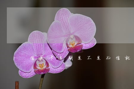 信用卡逾期是不是征信就不好了 信用卡逾期是不是征信就不好了