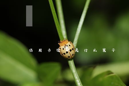 信用卡逾期是什么案子