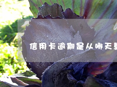 信用卡逾期是从哪天算的