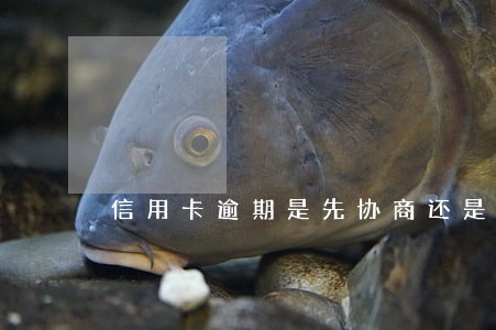 信用卡逾期是先协商还是先办停息 信用卡逾期是先协商还是先办停息