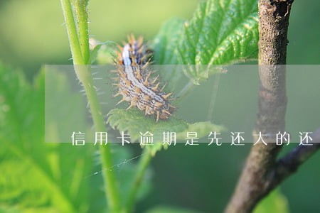 信用卡逾期是先还大的还是小的 信用卡逾期是先还大的还是小的