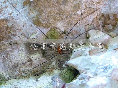 信用卡逾期是单笔 信用卡逾期是单笔