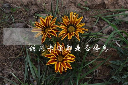 信用卡逾期是否停息 信用卡逾期是否停息