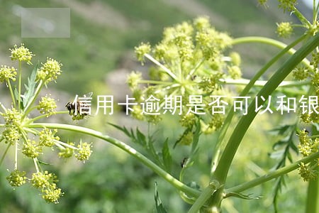 信用卡逾期是否可以和银行协商 信用卡逾期是否可以和银行协商