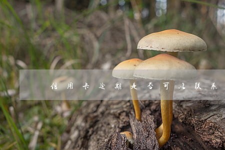 信用卡逾期是否可以联系家属