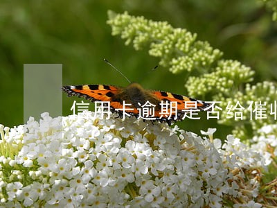信用卡逾期是否给催收说地址