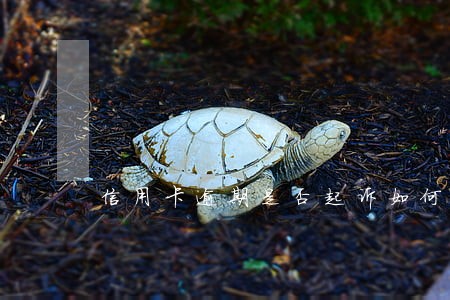 信用卡逾期是否起诉如何查询