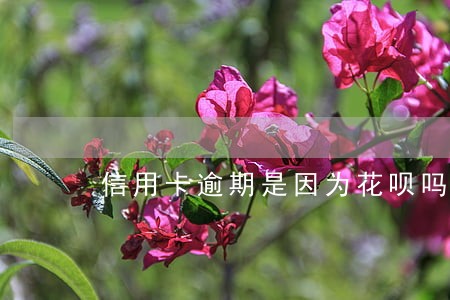 信用卡逾期是因为花呗吗 信用卡逾期是因为花呗吗
