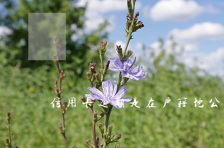 信用卡逾期是在户籍地公开审理吗 信用卡逾期是在户籍地公开审理吗