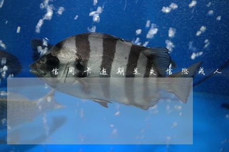 信用卡逾期是失信惩戒人偶