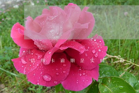 信用卡逾期是实时上报吗 信用卡逾期是实时上报吗