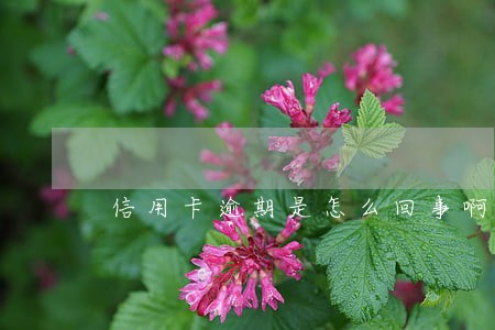 信用卡逾期是怎么回事啊 信用卡逾期是怎么回事啊