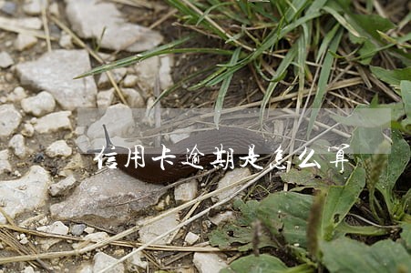 信用卡逾期是怎么算 信用卡逾期是怎么算
