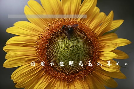 信用卡逾期是怎么算de 信用卡逾期是怎么算de