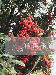 信用卡逾期是怎样算 信用卡逾期是怎样算