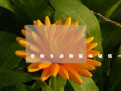 信用卡逾期是挣够钱一次还清 信用卡逾期是挣够钱一次还清