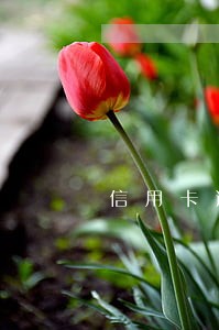 信用卡逾期是滞纳金吗 信用卡逾期是滞纳金吗