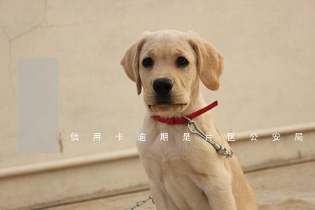 信用卡逾期是片区公安局立案吗 信用卡逾期是片区公安局立案吗