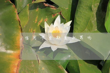 信用卡逾期是犯罪吗 信用卡逾期是犯罪吗