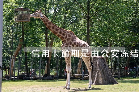 信用卡逾期是由公安冻结银行卡吗 信用卡逾期是由公安冻结银行卡吗